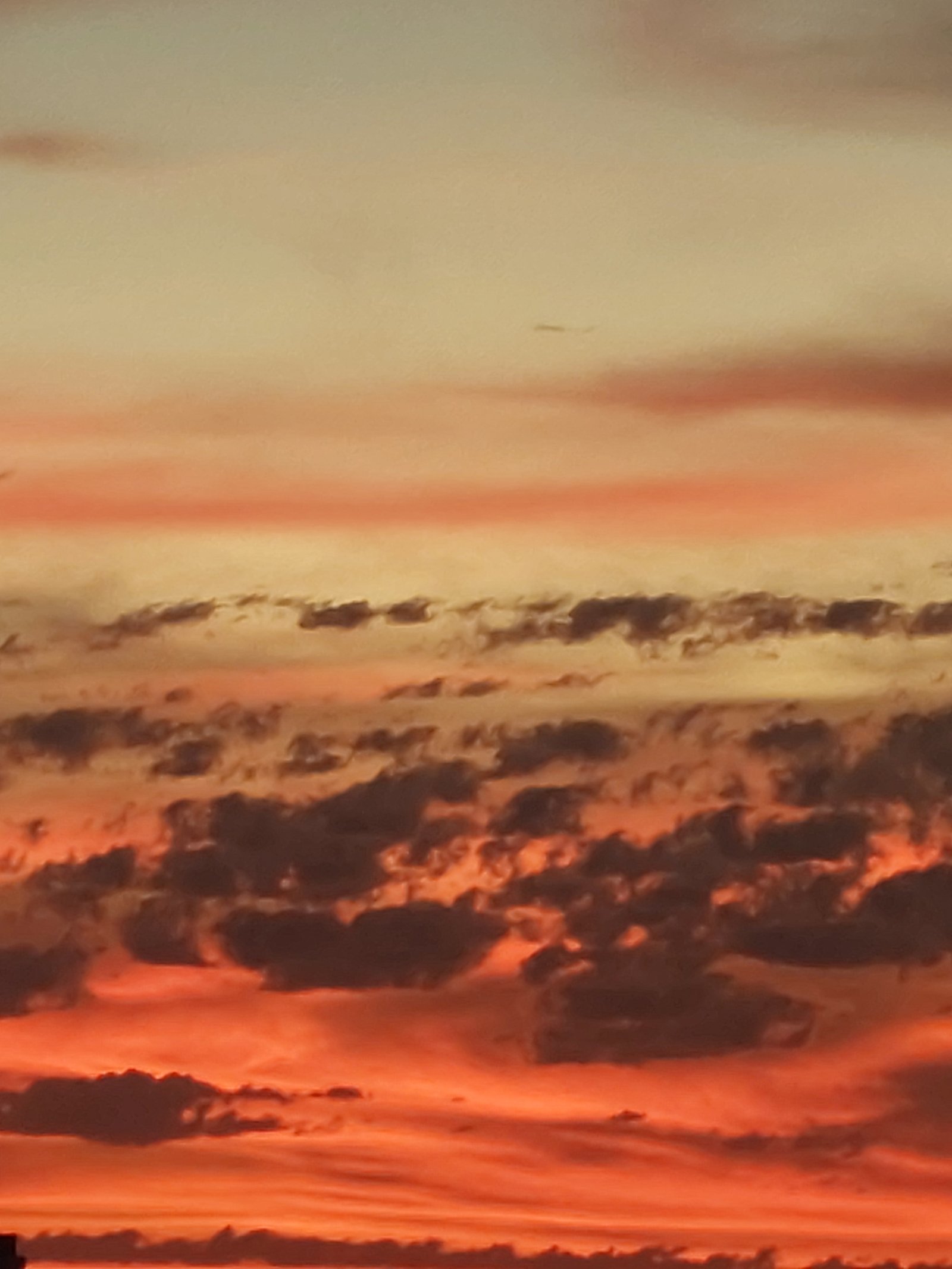 Wildlife sighting of springbok in the Namib Desert near Sandwich Harbour during guided tour